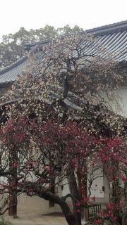 梅.jpg